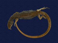 Stejneger's grass lizard Collection Image, Figure 1, Total 9 Figures